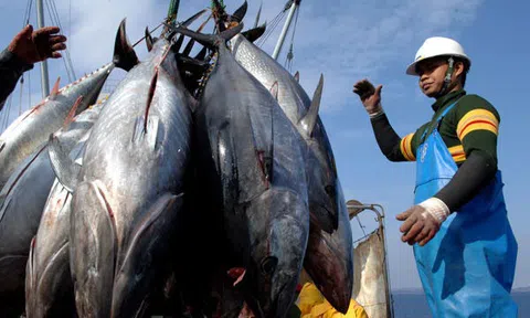 VASEP dự kiến doanh thu xuất khẩu cá ngừ năm 2022 đạt trên 1 tỷ USD