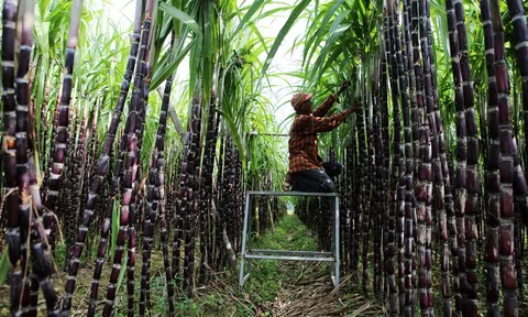 Hòa Bình: Xây dựng vùng nguyên liệu mía bền vững, đẩy mạnh xuất khẩu