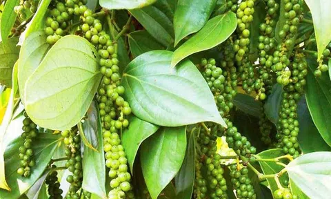 Giá tiêu hôm nay 24/10: Duy trì ổn định