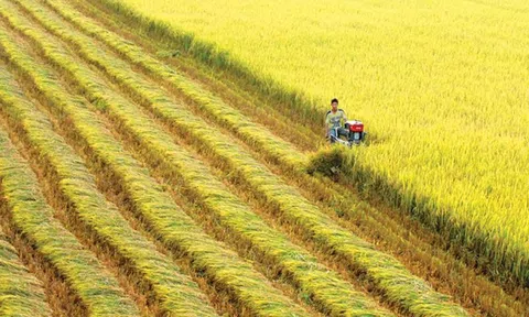 Tập đoàn Lộc Trời được 7 ngân hàng hợp lực cấp gói tín dụng 100 triệu USD mở rộng sản xuất lúa chất lượng cao