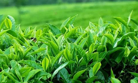 Các nhà khoa học Việt thử nghiệm phân bón từ đất hiếm