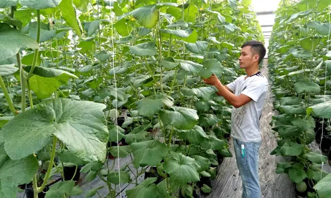 Thúc đẩy giải pháp nâng cao chất lượng sản xuất nông nghiệp ở huyện Tam Dương