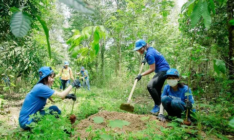 Cả nước trồng hơn 187 nghìn ha rừng trong 9 tháng