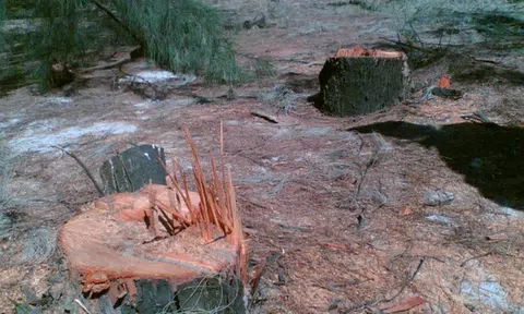 12 ha cây rừng bị chặt phá nghiêm trọng tại huyện Lệ Thủy, tỉnh Quảng Bình