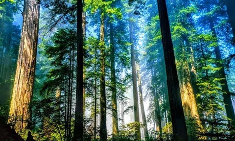 Các biện pháp bảo vệ rừng phòng hộ