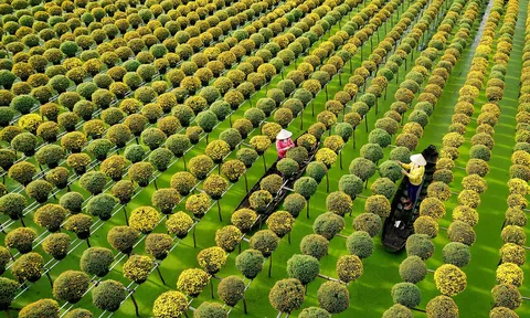 Đồng Tháp tập trung phát triển các sản phẩm chủ lực