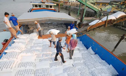 Xuất khẩu gạo 10 tháng đầu năm tăng về sản lượng lẫn giá trị