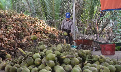 Bến Tre: Người trồng dừa thất thu vì ‘thiệt hại kép”