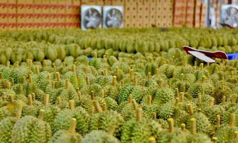 Từ ngày 11/10 đến nay, đã có 140 tấn sầu riêng được xuất khẩu sang Trung Quốc qua Cửa khẩu Kim Thành