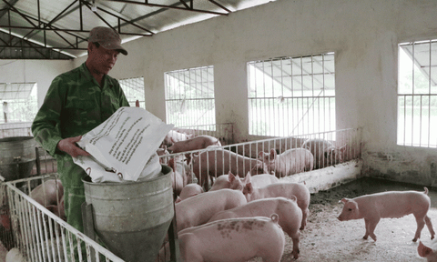 Hà Nội chú trọng chăm sóc, tái đàn vật nuôi theo hướng an toàn sinh học