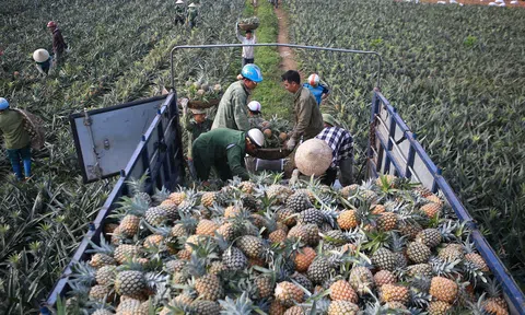Mục tiêu đến năm 2025, kim ngạch xuất khẩu trái cây đạt trên 5 tỷ USD