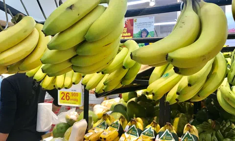 Xuất khẩu chuối tươi Việt Nam sang thị trường Trung Quốc cần đáp ứng những yêu cầu gì?