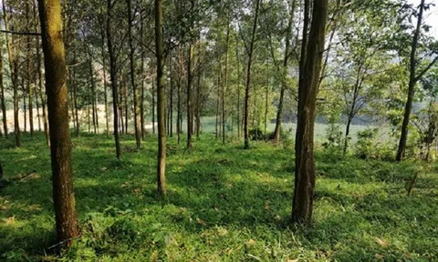 Nghệ An: Nhiều gia đình khấm khá nhờ trồng rừng gỗ lớn phát triển kinh tế