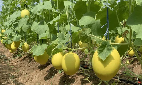 Ninh Thuận cấp 10 mã số vùng trồng cho rau, quả với diện tích 80,6 ha