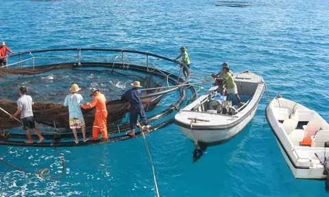 Tìm giải pháp phát triển nuôi trồng thuỷ sản trên biển bền vững
