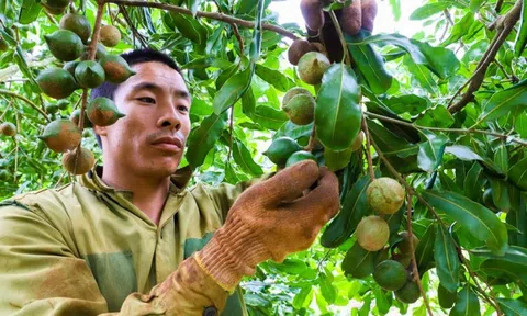 Đắk Nông tập trung phát triển vùng nguyên liệu mắc ca