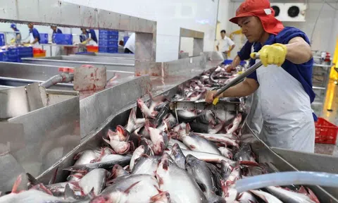 Trung Quốc trở thành thị trường "trụ cột" cá tra của Việt Nam