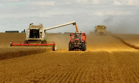 Chỉ số giá lương thực, thực phẩm toàn cầu giảm nhẹ trong tháng 10