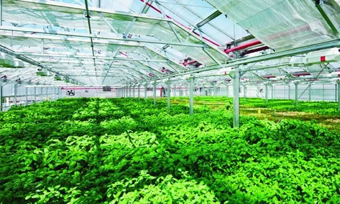 Bà Rịa - Vũng Tàu và Chiến lược phát triển cơ giới hóa nông nghiệp và ứng dụng công nghệ sau thu hoạch