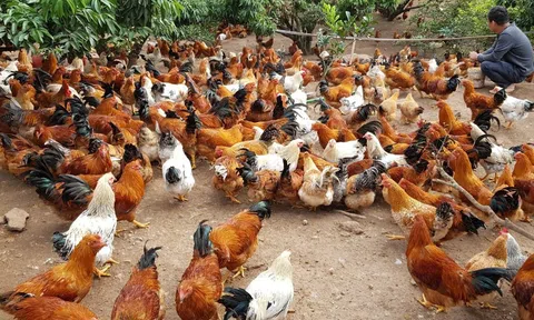 Thái Nguyên: Gà thả đồi được giá, nông dân phấn khởi vì lãi "đậm"