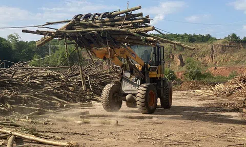 Xuất khẩu nông, lâm, thủy sản: Sức bật của những 'tân binh'