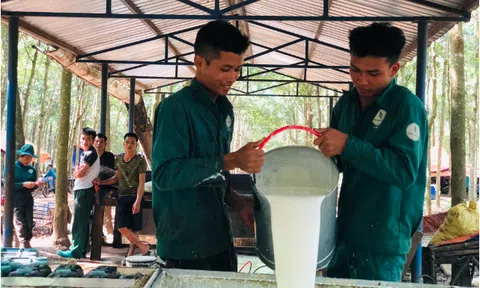 Doanh nghiệp xuất khẩu cao su "khóc ròng" với chính sách thuế