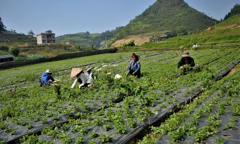 Mở rộng diện tích trồng dược liệu quý tại vùng đồng bào dân tộc thiểu số và miền núi