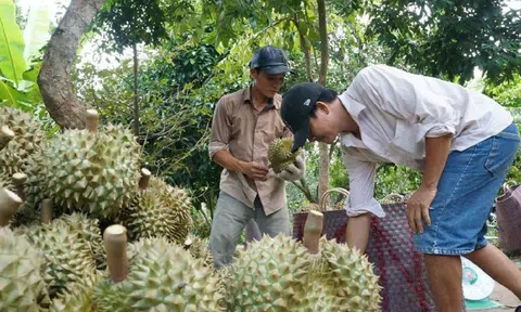 Tiền Giang: Thiếu hụt nguồn cung trái sầu riêng phục vụ xuất khẩu sang Trung Quốc