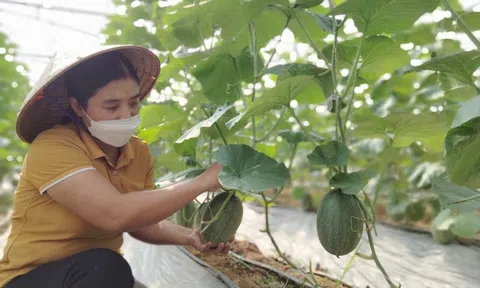 Việt Yên - Bắc Giang: Đam mê nông nghiệp sạch – Vợ chồng cô giáo trẻ thu cả trăm triệu đồng mỗi năm