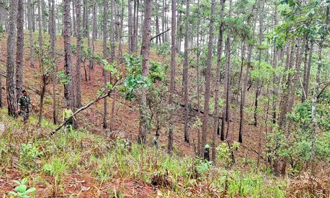 Tỉnh Lâm Đồng đưa gần 59.000 ha đất lâm nghiệp ra khỏi quy hoạch 3 loại rừng