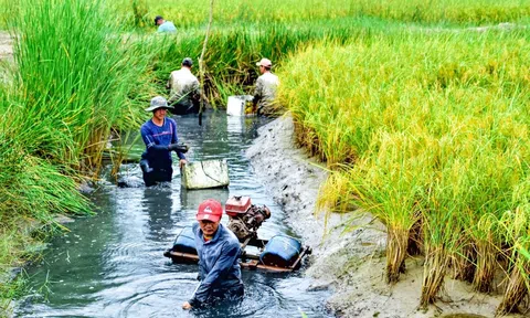 Cà Mau: Nông dân thắng lớn vụ tôm càng xanh trên đất lúa