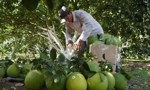 Chanh xanh và bưởi của Việt Nam chính thức được xuất khẩu sang thị trường New Zealand