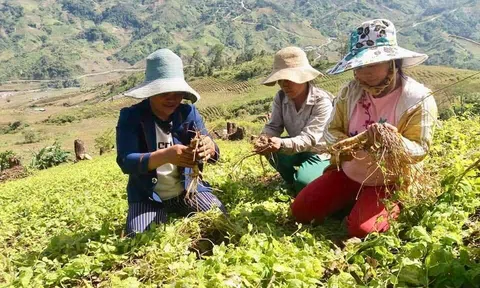 Để ‘viên ngọc xanh’ Tây Nguyên phát triển bền vững