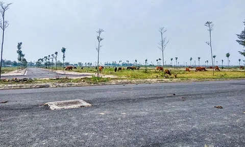 Năm 2022 tỉnh Bình Phước thu hồi 798 dự án đất