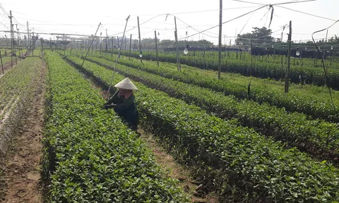 Năm 2025 tỉnh Hưng Yên nỗ lực nâng diện tích trồng hoa lên 1.500 ha