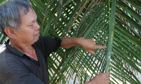 Dùng thiên địch diệt sâu lạ ăn sạch lá cây ở Bến Tre