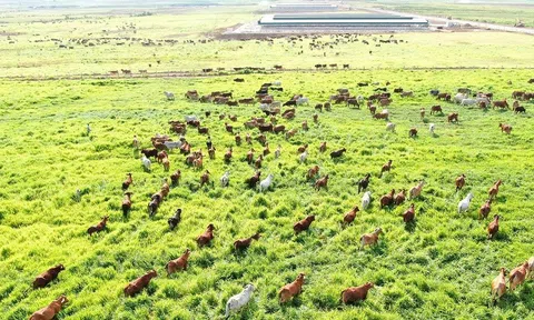 THACO “nâng cấp” nguồn nhân lực cho các trang trại chăn nuôi bò theo chuỗi giá trị khép kín