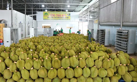 Hoạt động xuất khẩu Rau quả Việt Nam sang Trung Quốc đón nhiều tín hiệu tích cực