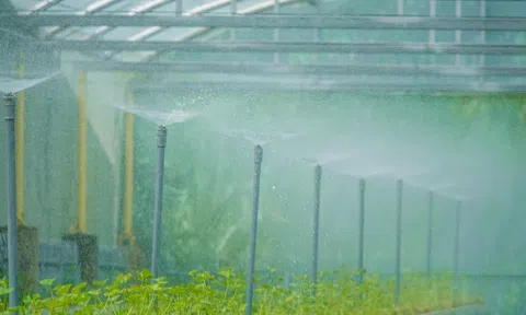 Đồng Tháp: Mô hình trồng rau má thủy canh và mang lại hiệu quả bất ngờ