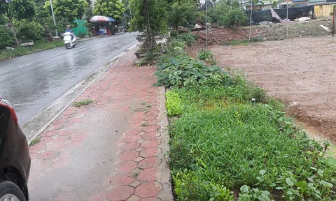 Trồng rau xanh ven đường, hè phố – sạch mà không sạch