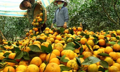 Hòa Bình: Khẳng định thương hiệu cam Cao Phong trên thị trường