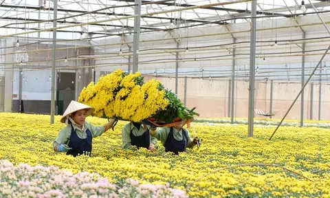 Đà Lạt sẽ cung ứng gần 200 triệu cành hoa phục vụ thị trường Tết 2023