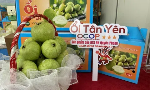 Ổi Lê Tân Yên – Gói trọn hương vị đất trời trong từng chùm quả ngọt