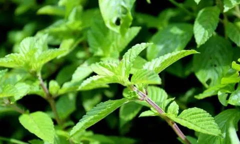 Lạng Sơn: Ứng dụng tiến bộ khoa học kỹ thuật trong sản xuất thạch đen