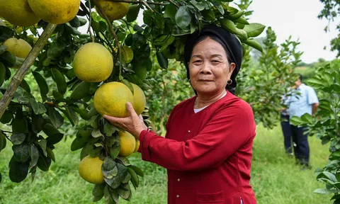 Điểm đến bốn mùa cho du lịch miệt vườn tại vùng đất Bắc