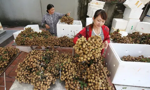 Nhãn tươi Việt Nam được phép nhập khẩu vào thị trường Nhật Bản