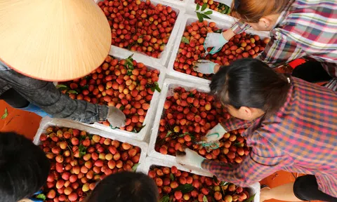 Tháng 11/2022, xuất khẩu nông, lâm, thủy sản đạt hơn 4,2 tỷ USD