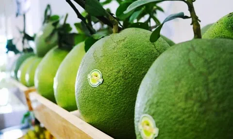 100 tấn bưởi đầu tiên của Việt Nam chính thức lên đường sang thị trường Mỹ