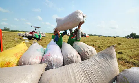 Vì sao gạo Việt Nam được ưa chuộng ở  Philippines?