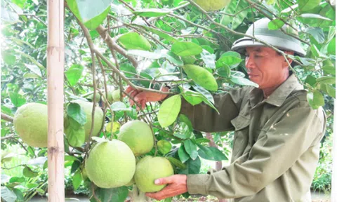 Bưởi Thanh Hồng được công nhận đủ điều kiện xuất khẩu